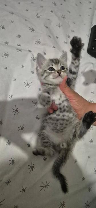 Котенок мальчик 1,4 месяцев