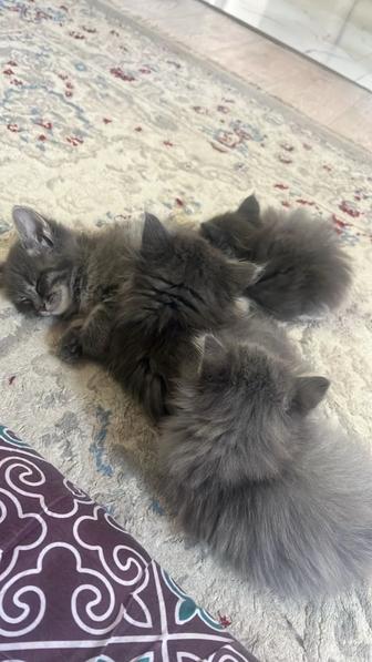 Котята