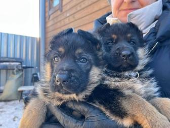 Немецкая овчарка