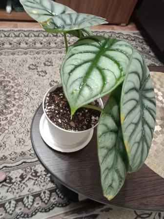 Алоказия сильвер драгон продам
