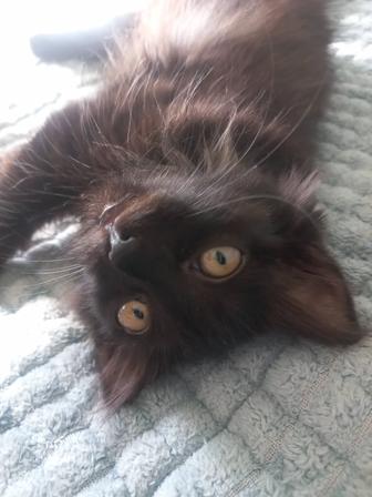 Черный котенок в добрые руки, девочка