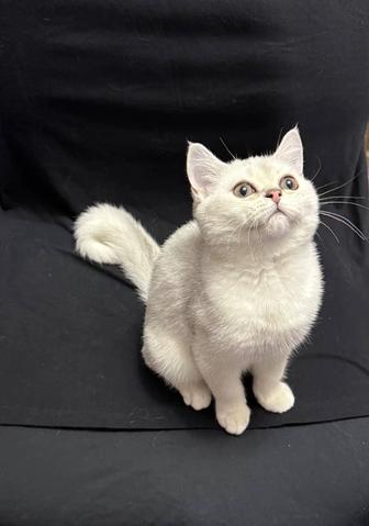 Шотландский котенок