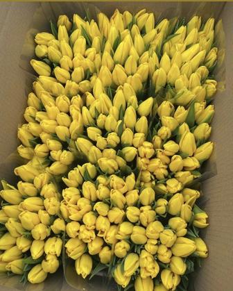 Оптом тюльпаны. Алматы