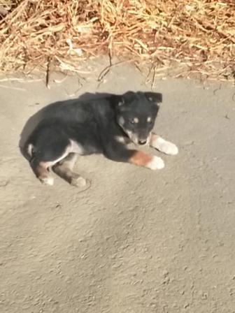 Звоночки щеночки