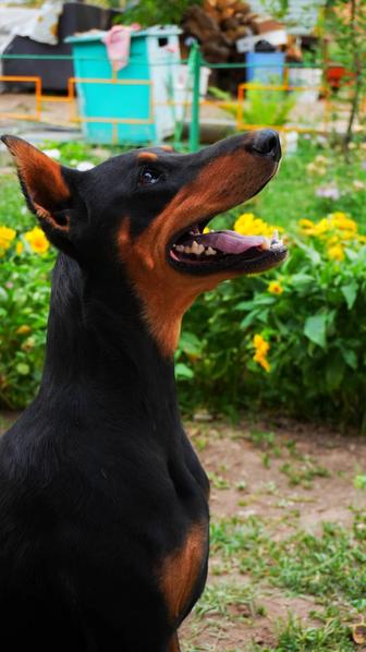 Щенки Добермана