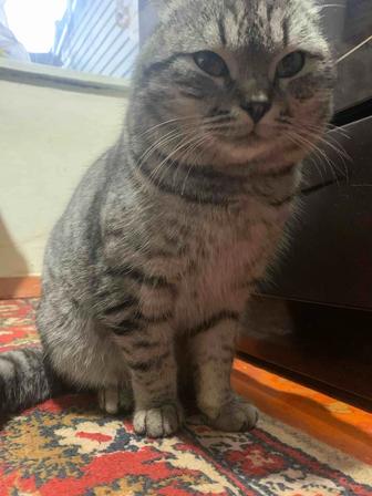 Отдам породистого кота