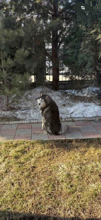 Кто потерял друга (хаски). Он всё сидит и ждёт своего хозяина(