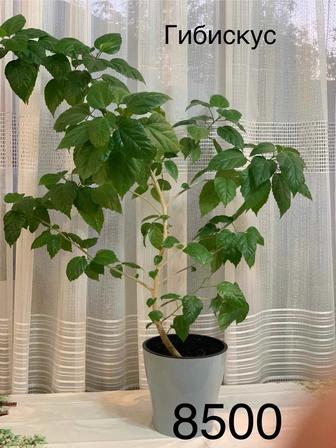 Гибискус - китайская роза