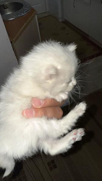 Отдам котенка
