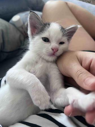 Ласковые котята в заботливые руки!!!