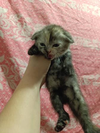 Шотландская девочка продам