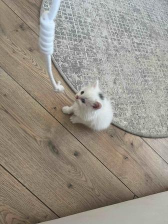 Отдам котенка девочку