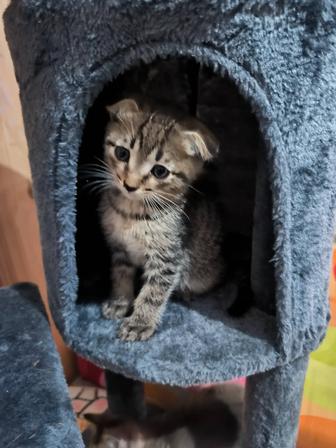 Отдам котят в хорошие руки [британцы]
