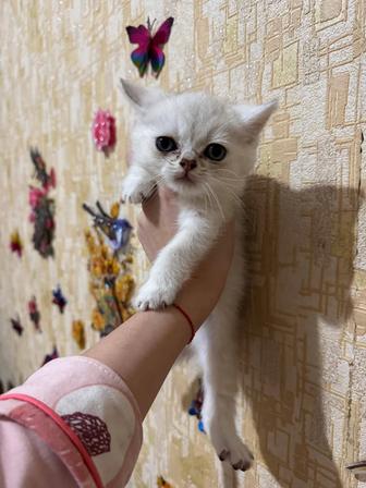 Продам котенка