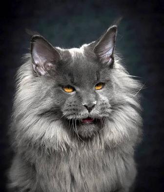 Голубое СЧАСТЬЕ - котята МЕЙН КУН