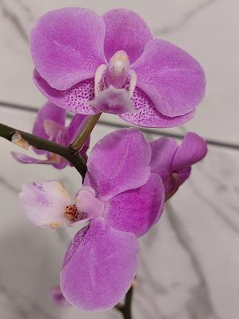 Орхидея. Караганда