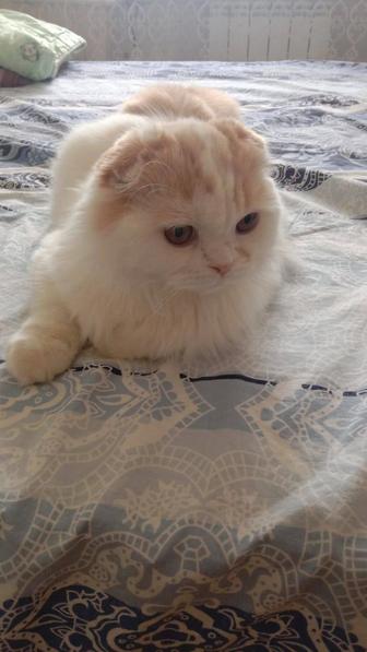 Отдам кота даром