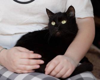 Подарю черную пантеру