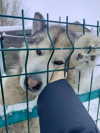 Отдам в хорошие руки собаку породы Маламут.