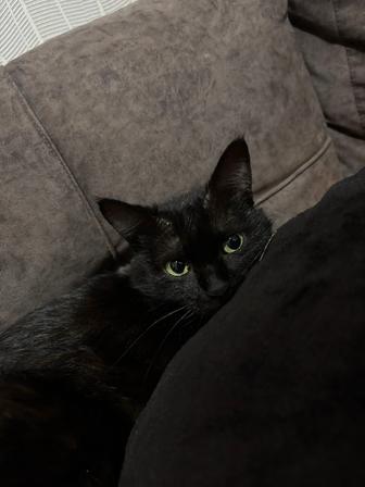 Отдаю кошечку в добрые руки