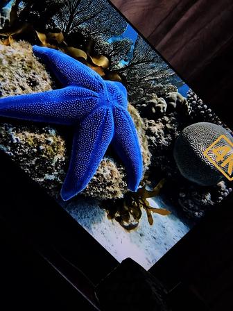 QLED, 4K,SMART TV Samsung qe55q95t