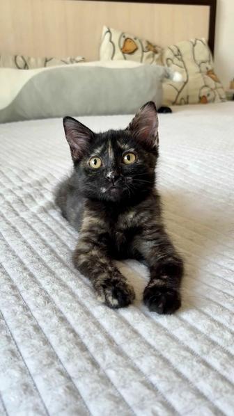 Отдам котенка