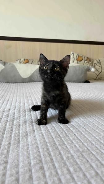 Отдам котенка