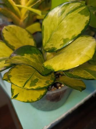 Продам хойю.