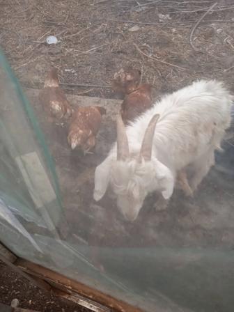 Продам молодых коз и козлят