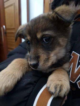 Щенки бесплатно