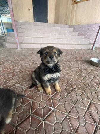 Щенки бесплатно