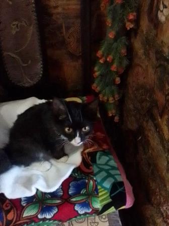 Котенок ищет хозяев