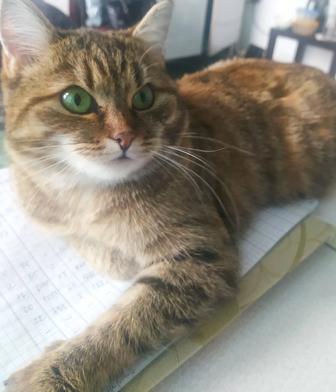 КошкаСрочно в добрые руки