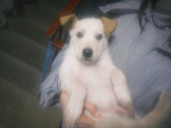 Отдам в хорошие руки Собаку