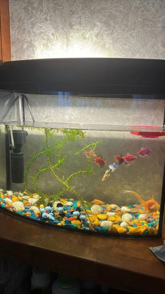 Продам аквариум с рыбками