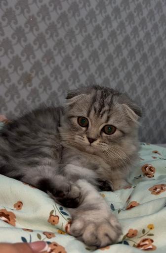 Котенок