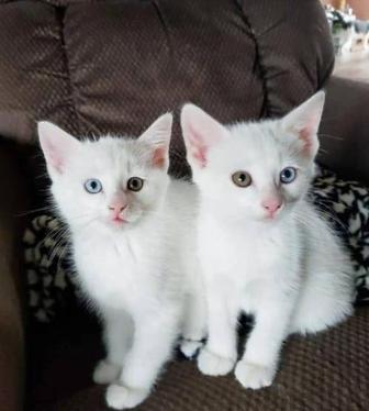 Приют временная передержка кошек и котят