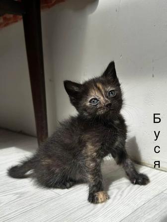 Котенок добрые руки