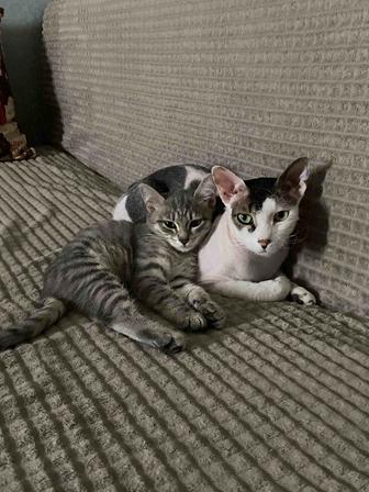 Кот ищет семью