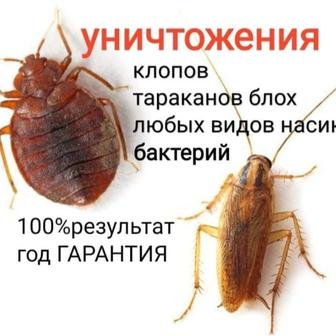 Дезинфекция Астана