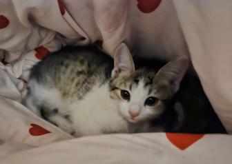 Продам котенка