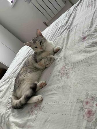 Отдам бесплатно котенка