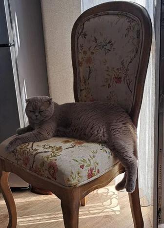 Одам кошу