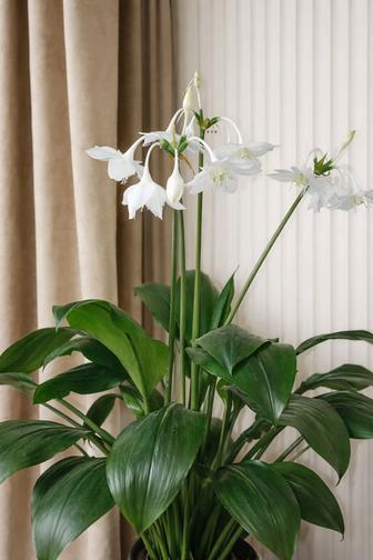 Эухарис (Амазонская Лилия)