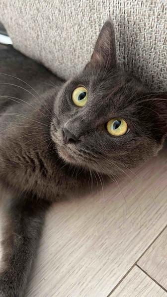 Кошечка ищет дом