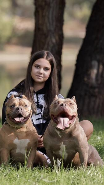Щенки Американский Булли