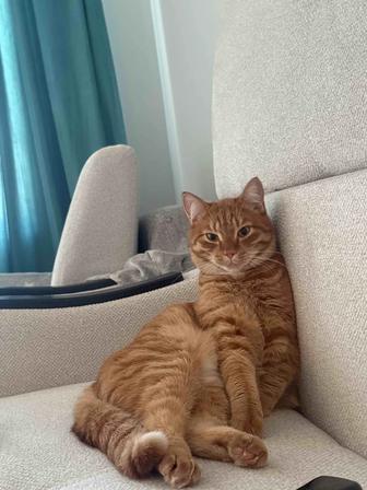 Отдам кота на добрые руки