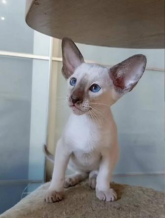 Шикарные подростки Ориентальчики, Петерболды