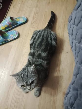 Ищем кота породистого для вязки