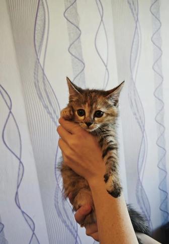 Котята ищут дом